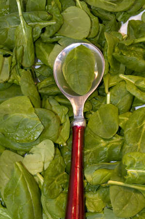 Bed of Fresh baby green spinach with serving spoon