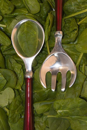 Bed of Fresh baby green spinach with serving utensilsの写真素材