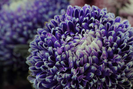 chrysanthemumの写真素材