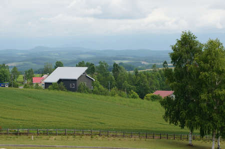 Green trees and grass in farm at Hokkaido, Furano, Japanのeditorial素材