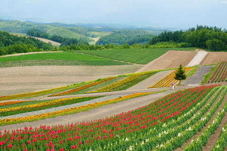 A tourist walking in the flowers field, Furano, Hokkaido, Japanのeditorial素材