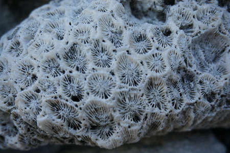 Close up to coral stone on the coastの写真素材