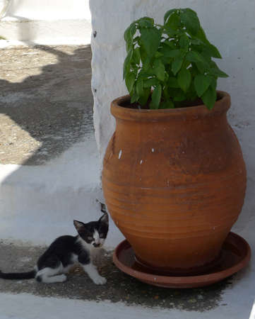 A black and white kitten next to a huge pot with basil, Samosの写真素材