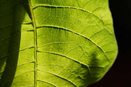 A closeup of a bright green leaf structureの写真素材