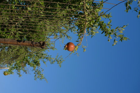 Pomegranate fruit hanging on the tree with blue sky backgroundの写真素材