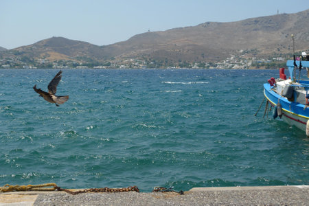 Seagull flying over the sea, next to colorful boat in Leros, Greece.の写真素材