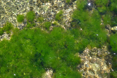 Green algae in the water of the sea, close-up.の写真素材