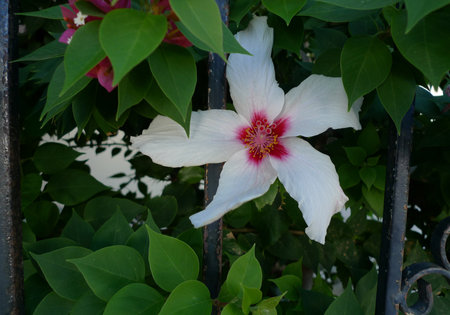 White Hibiscus flower on the background of green leaves in summerの写真素材