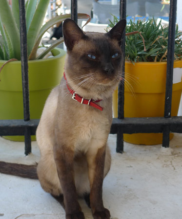 A beautiful Siamese cat with blue eyes and a red collar sitting next to colorful potsの写真素材