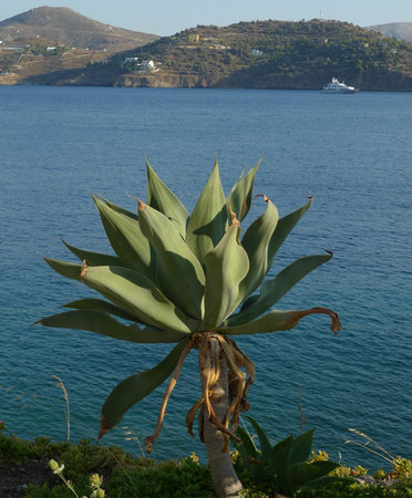 Agave plant in front of the Aegean Sea in Greeceの写真素材