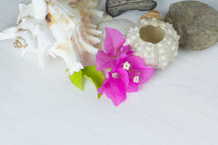 seashells on white table with bougainvillaeaの写真素材
