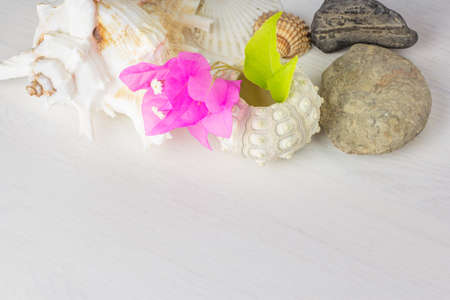 seashells on white table with bougainvillaeaの写真素材