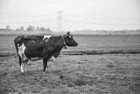 Cow in the meadowの写真素材