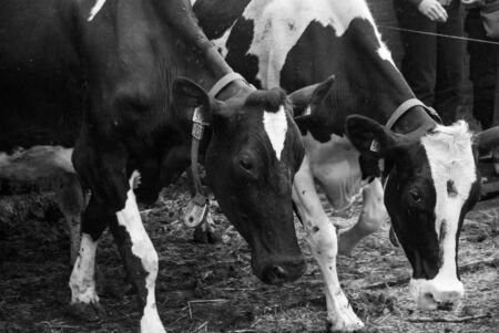 Cows leaving the barnの写真素材