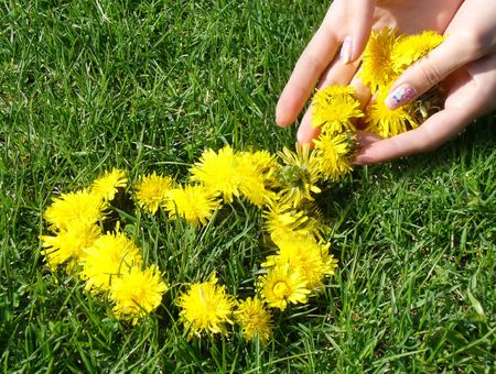 Heart on green grass made from dandelionsの写真素材