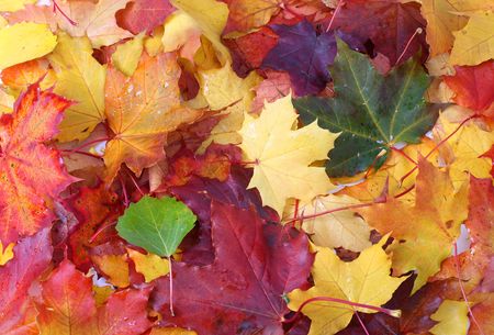 Autumn background. Colorful autumn leaves background.の写真素材