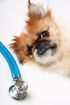 Dog and stethoscope.の写真素材