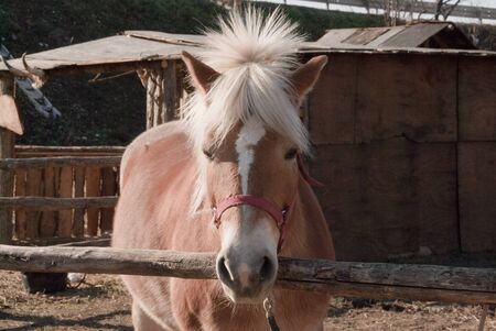 horseの写真素材