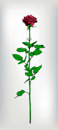 Single long stem red Rose. Hand drawn. Luxury and passion look. Vector realistic illustration.のイラスト素材