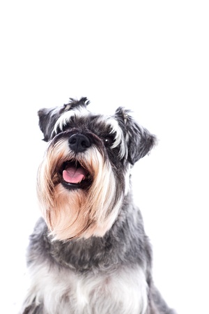 Portrait of a beautifully groomed schnauzer sitting looking at the camera with an alert expression, isolated on whiteの写真素材