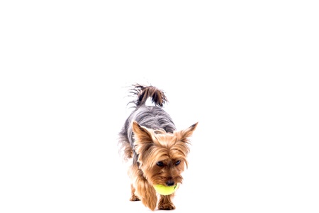 Cute little Yorkshire terrier walking towards the camera carrying his yellow tennis ball in his mouth, isolated on white with copyspaceの写真素材