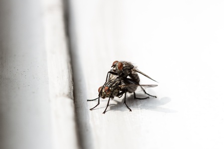 Close up view of two house flies mating on a white surfaceの写真素材