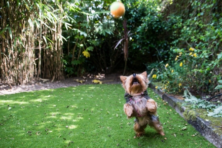 Yorkshire terrier playing catch in the garden leaping in the air with great agility to catch the ball in mid flight with copyspaceの写真素材