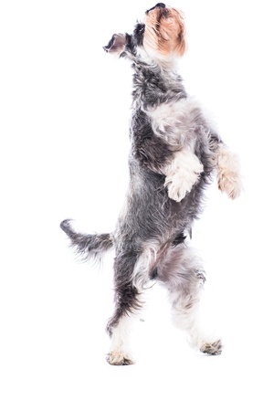 Agile schnauzer standing on his hind legs as he begs for treats or rewards while doing obedience and behavioural training isolated on whiteの写真素材