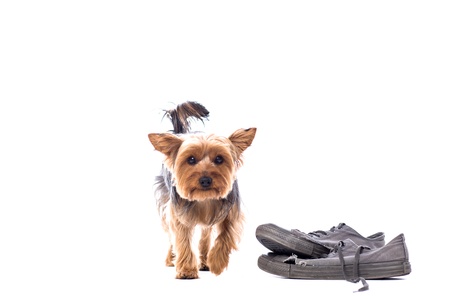 Little Yorkie at obedience training learning to disregard a tempting pair of chewable old shoes placed on the floor alongside, walking towards the camera, on whiteの写真素材