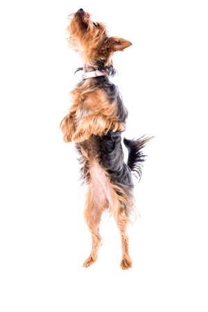 Agile little Yorkie or Yorkshire terrier balancing upright an its hind legs as it seeks a reward or treat during training, full body isolated on whiteの写真素材