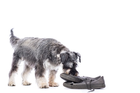 Schnauzer investigating an old pair of shoes standing sniffing them out of curiosity, isolated on whiteの写真素材