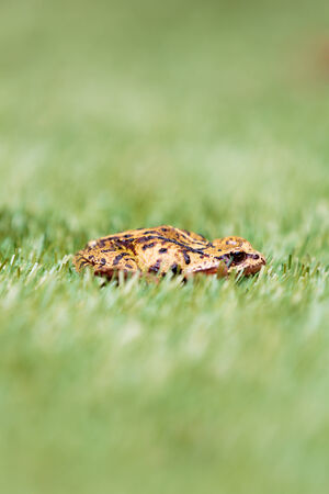 Side View of Common Frog in Grass with Selective Focus on Frog and Blurred Grassの写真素材