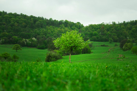 lonely tree on the background of the forest during the dayの写真素材