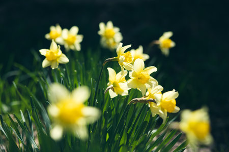 group of bright yellow daffodils in the gardenの写真素材