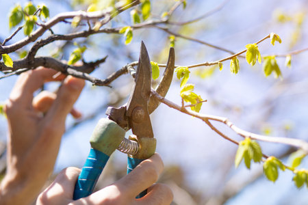 gardener cuts small tree branches in the garden