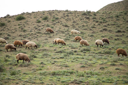 sheep in the field eat grass