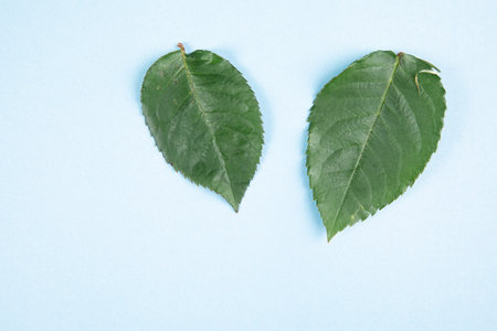 green rose leaves on a blue background
