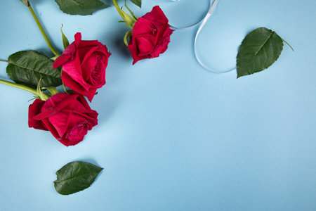 red roses on a blue backgroundの写真素材