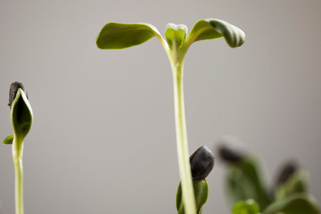 small sprout plant on a macro lens on a gray background