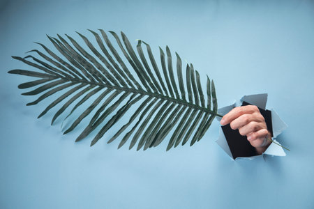 A man's hand holds a large leaf of a plant on a blue backgroundの写真素材