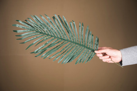 holding a large leaf of a palm tree on the backgroundの写真素材