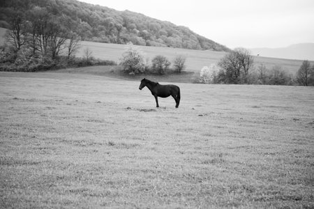 lonely stallion on the field. black and white photoの写真素材