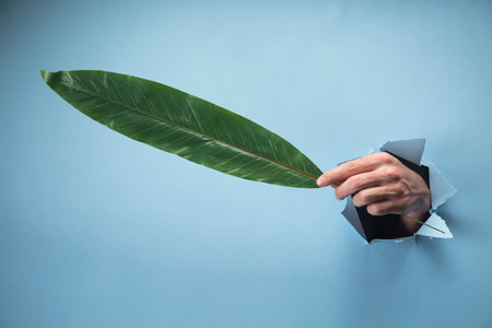 A man's hand holds a large leaf of a plant on a blue backgroundの写真素材