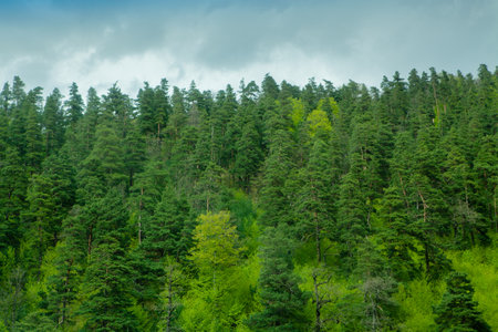 green forest rises to the mountain in the evening