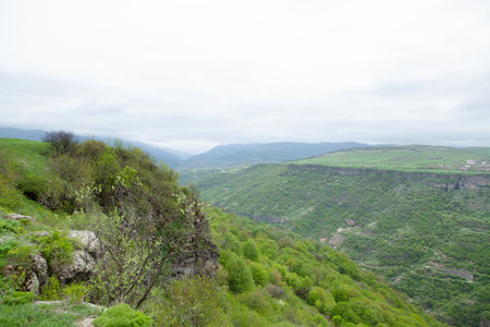 forest on the slope of the cliff during the dayの写真素材