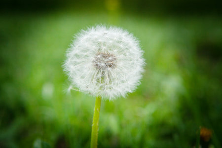 mature dandelion on the grassの写真素材