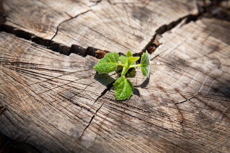 sprout from a crack in the trunk of a gray cut tree