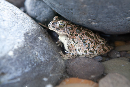 brown toad under the stone