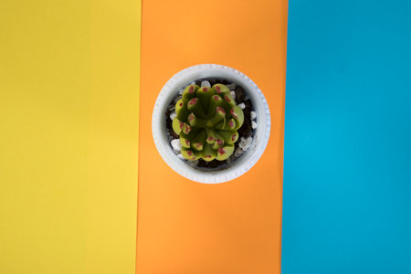 a pot with a plant on a colorful tableの写真素材