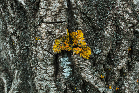 yellow moss on the bark of a tree. backgroundの写真素材